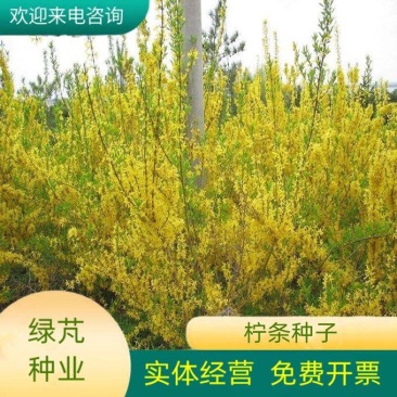 拧条草种子白毛条进口牧草畜牧养殖白柠条锦鸡儿种籽护坡草籽