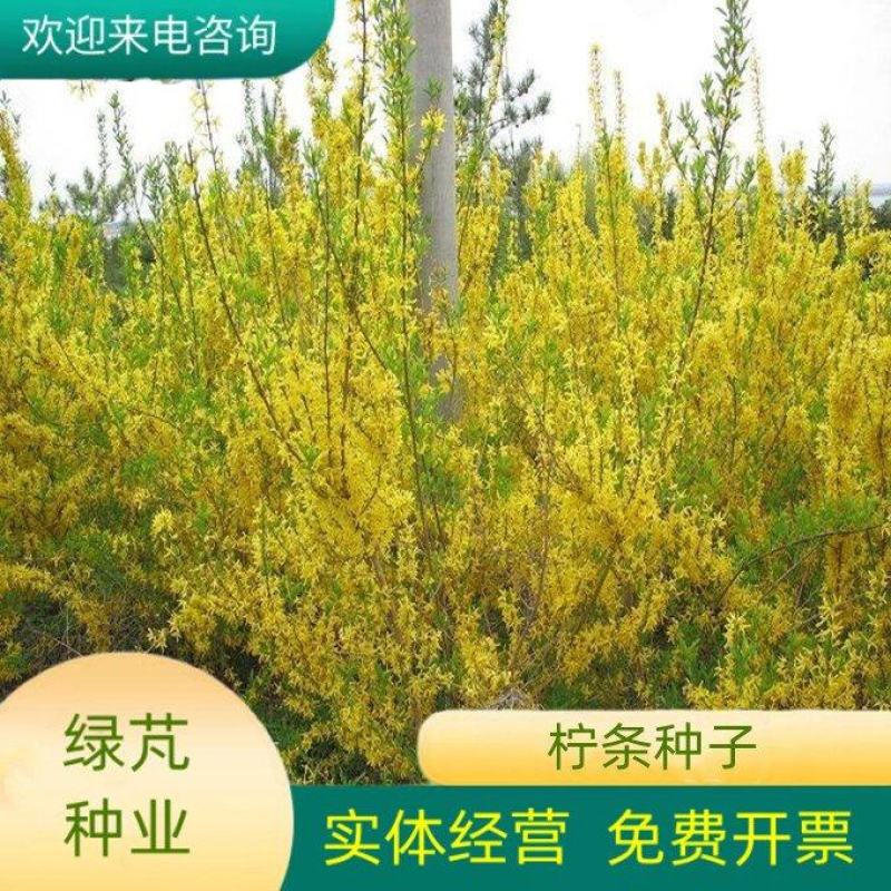 拧条草种子白毛条进口牧草畜牧养殖白柠条锦鸡儿种籽护坡草籽