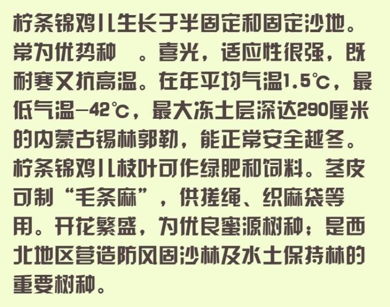拧条草种子白毛条进口牧草畜牧养殖白柠条锦鸡儿种籽护坡草籽