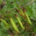 拧条草种子白毛条进口牧草畜牧养殖白柠条锦鸡儿种籽护坡草籽