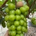 葡萄苗阳光玫瑰葡萄苗蓝宝石品质保证大量现货