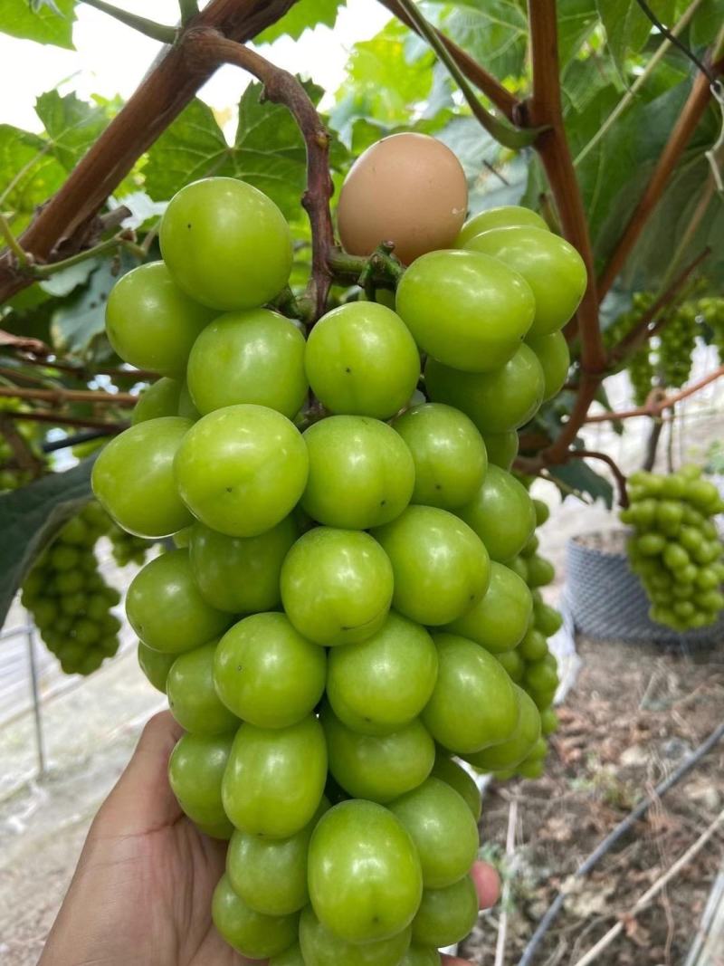 葡萄苗阳光玫瑰葡萄苗蓝宝石品质保证大量现货
