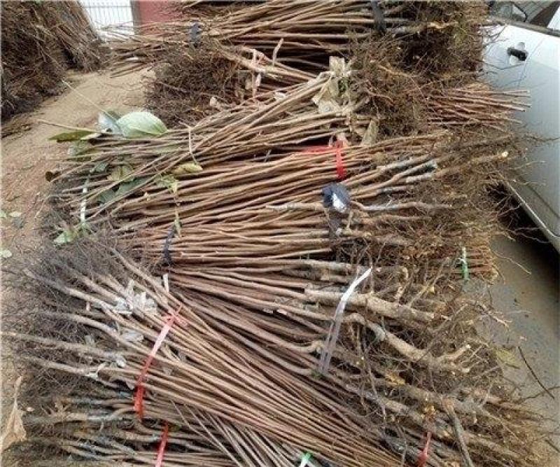 太秋柿子树苗脆甜软柿日本品种柿子苗产地直发