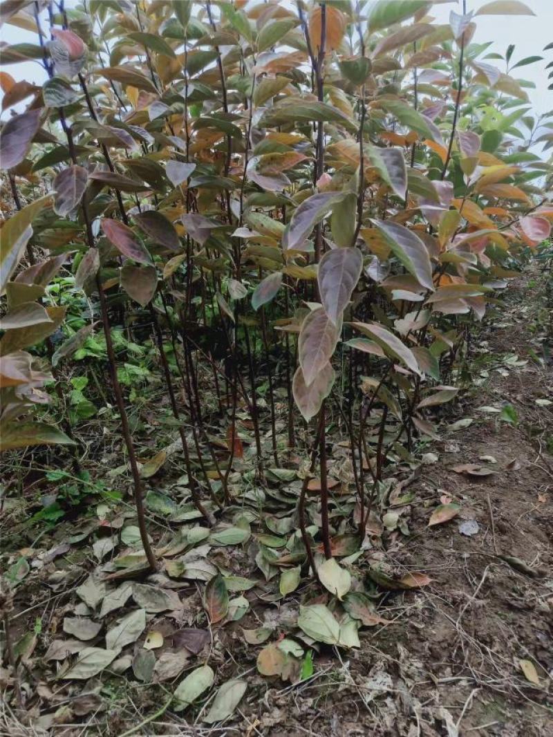 太秋柿子树苗脆甜软柿日本品种柿子苗产地直发