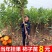 太秋柿子树苗脆甜软柿日本品种柿子苗产地直发