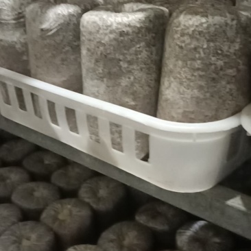 低价出售平菇，羊肚菌原种、栽培种。