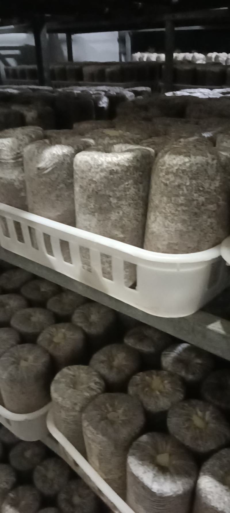 低价出售平菇，羊肚菌原种、栽培种。