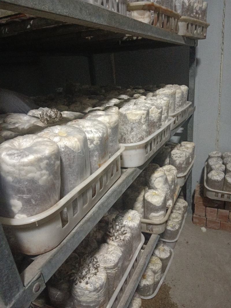低价出售平菇，羊肚菌原种、栽培种。