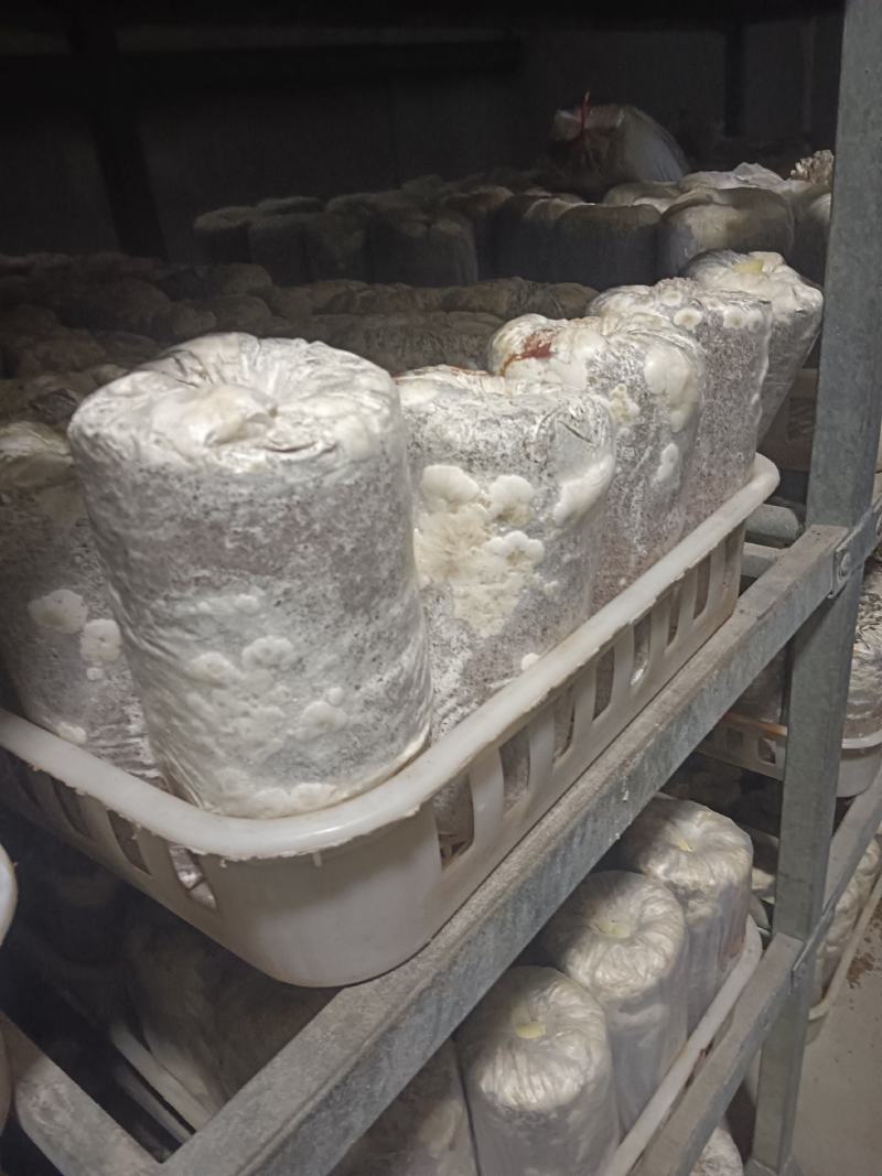 低价出售平菇，羊肚菌原种、栽培种。