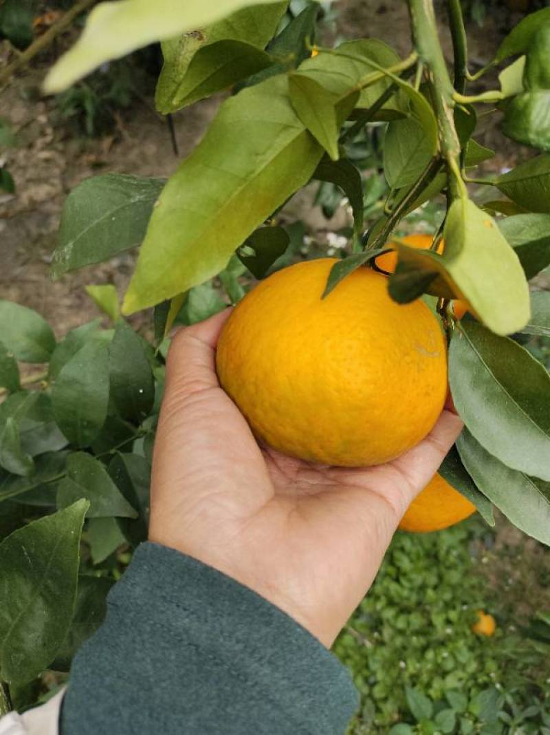 位于万峰湖畔的沃柑，口感纯甜无渣
