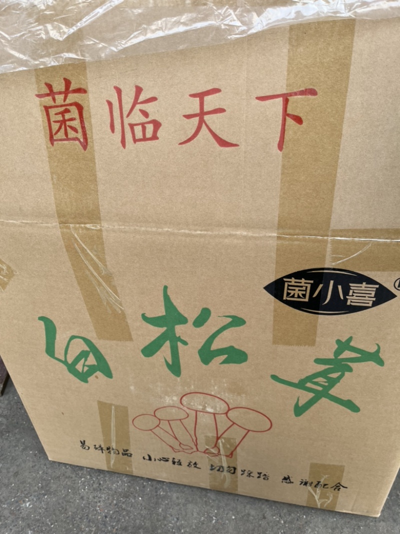 云南白松茸松茸干片