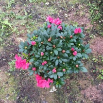 多颗组杨梅红杜鹃花盆栽花卉种植室内花带花苞四季开花好养活
