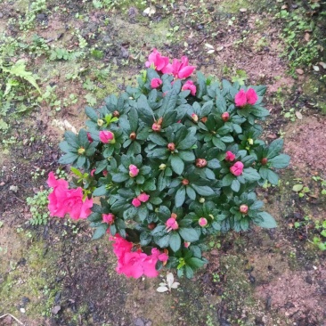多颗组杨梅红杜鹃花盆栽花卉种植室内花带花苞四季开花好养活