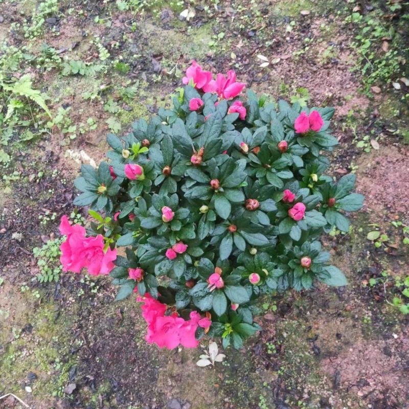 多颗组杨梅红杜鹃花盆栽花卉种植室内花带花苞四季开花好养活