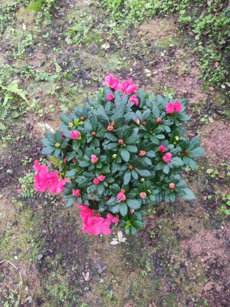 多颗组杨梅红杜鹃花盆栽花卉种植室内花带花苞四季开花好养活