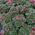 多颗组杨梅红杜鹃花盆栽花卉种植室内花带花苞四季开花好养活