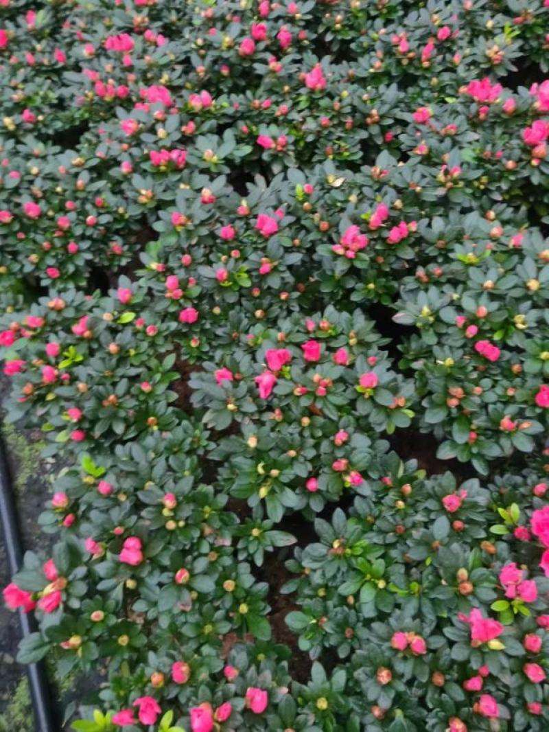 多颗组杨梅红杜鹃花盆栽花卉种植室内花带花苞四季开花好养活