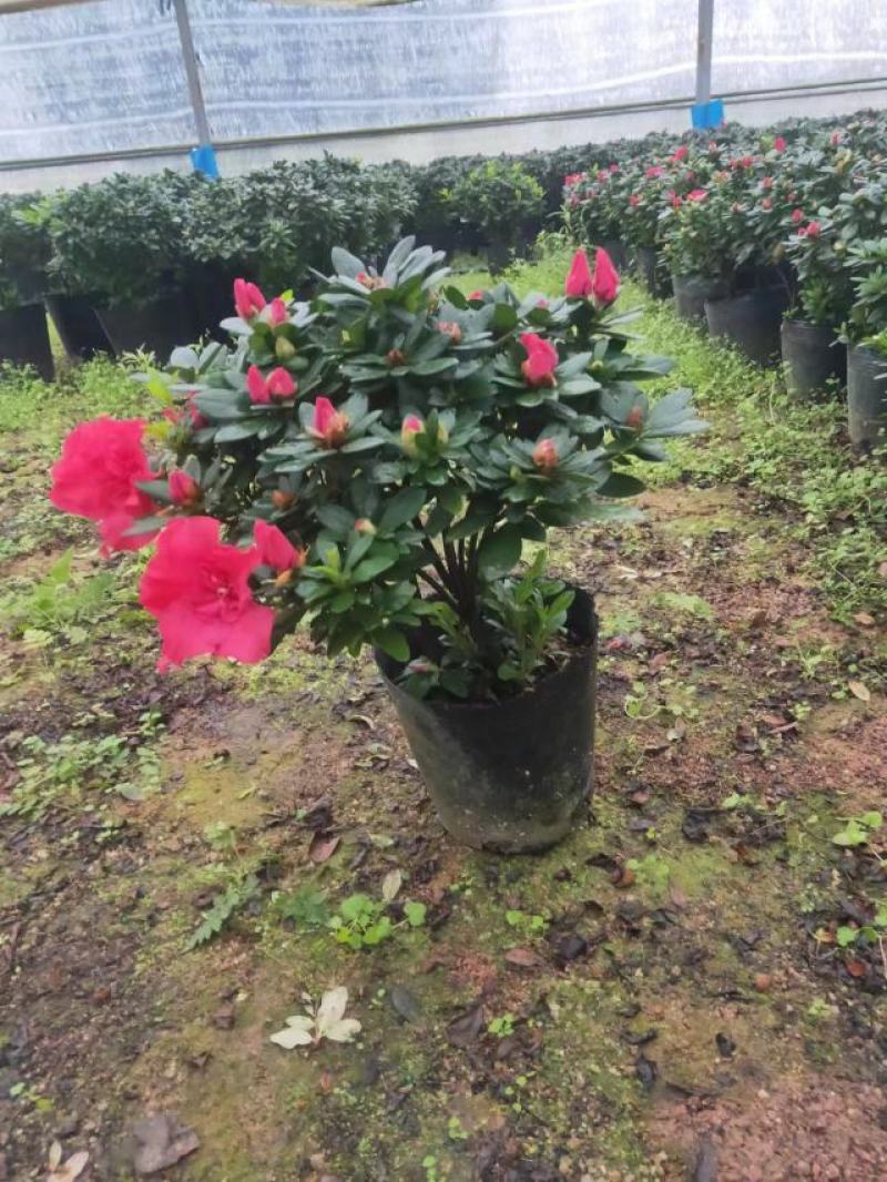 多颗组杨梅红杜鹃花盆栽花卉种植室内花带花苞四季开花好养活