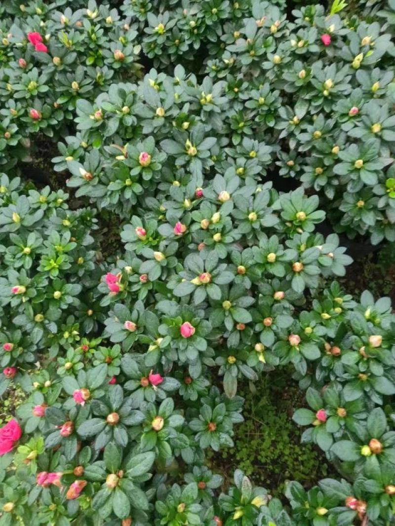 多颗组杨梅红杜鹃花盆栽花卉种植室内花带花苞四季开花好养活