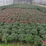 多颗组杨梅红杜鹃花盆栽花卉种植室内花带花苞四季开花好养活