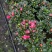 多颗组杨梅红杜鹃花盆栽花卉种植室内花带花苞四季开花好养活