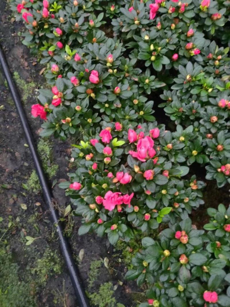 多颗组杨梅红杜鹃花盆栽花卉种植室内花带花苞四季开花好养活