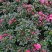 多颗组杨梅红杜鹃花盆栽花卉种植室内花带花苞四季开花好养活