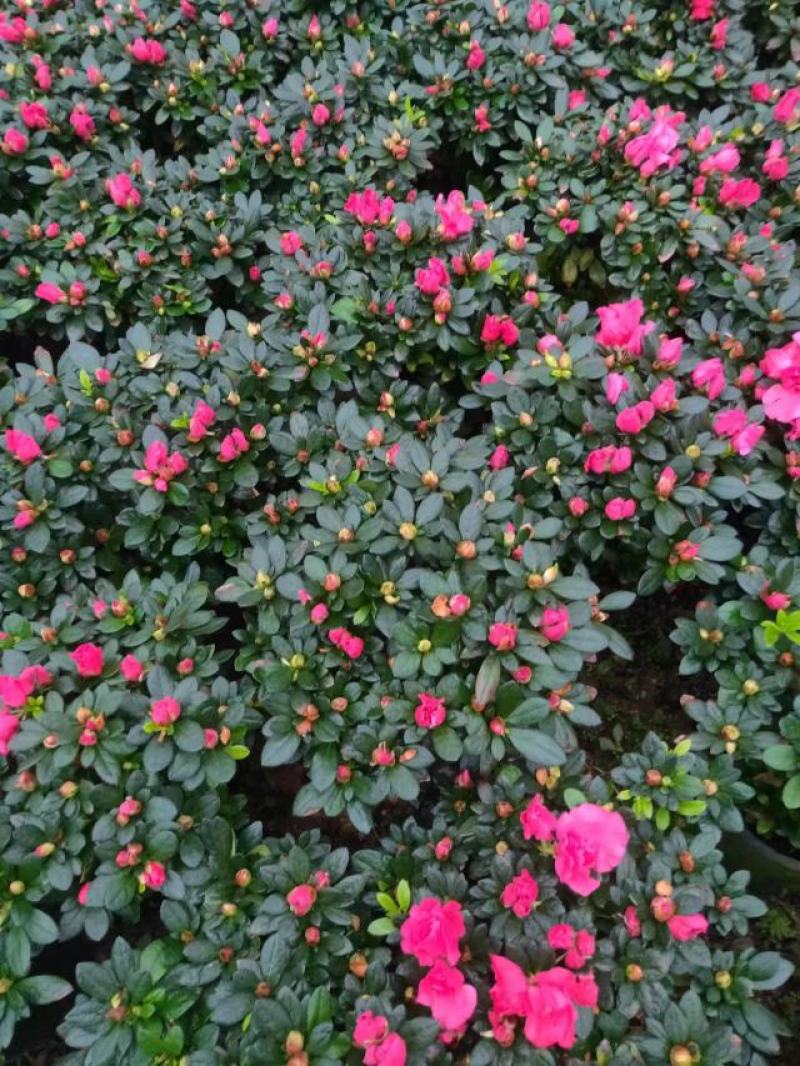 多颗组杨梅红杜鹃花盆栽花卉种植室内花带花苞四季开花好养活