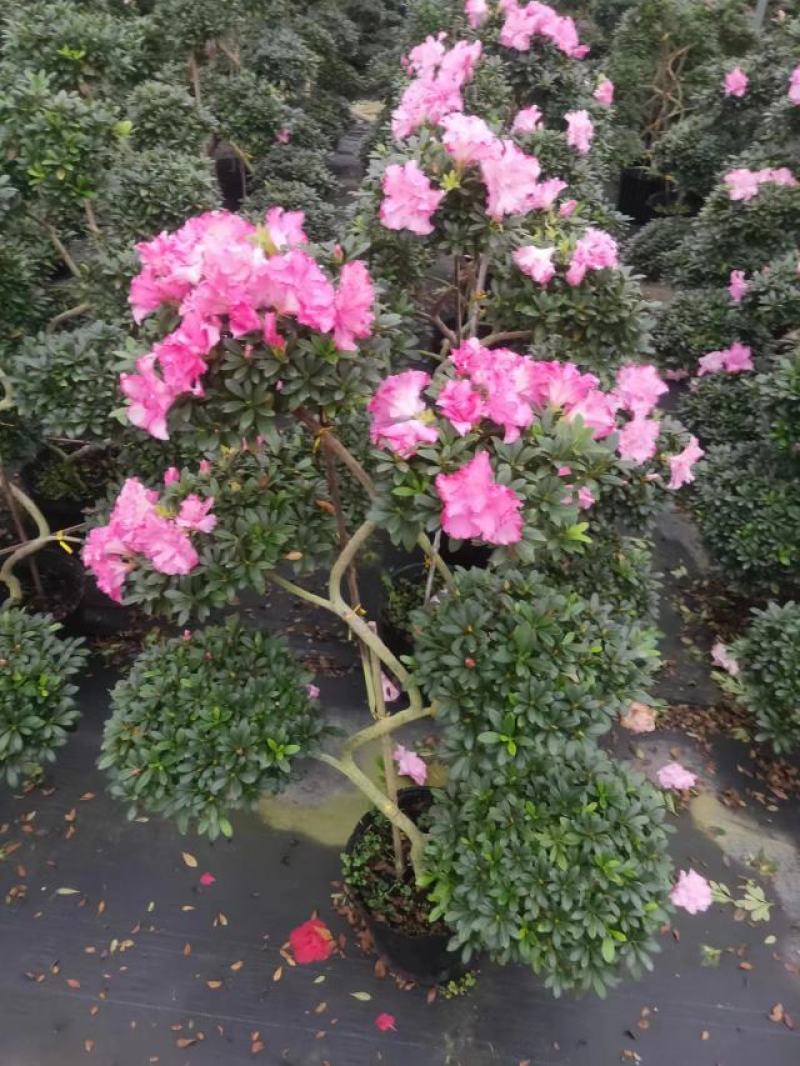 6层游龙西玛杜鹃花基地发货质量保证成活率高欢迎咨询选购