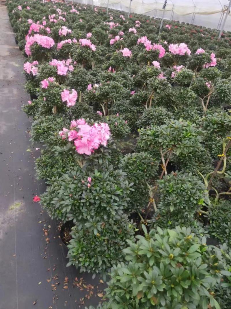 6层游龙西玛杜鹃花基地发货质量保证成活率高欢迎咨询选购