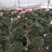 6层游龙西玛杜鹃花基地发货质量保证成活率高欢迎咨询选购