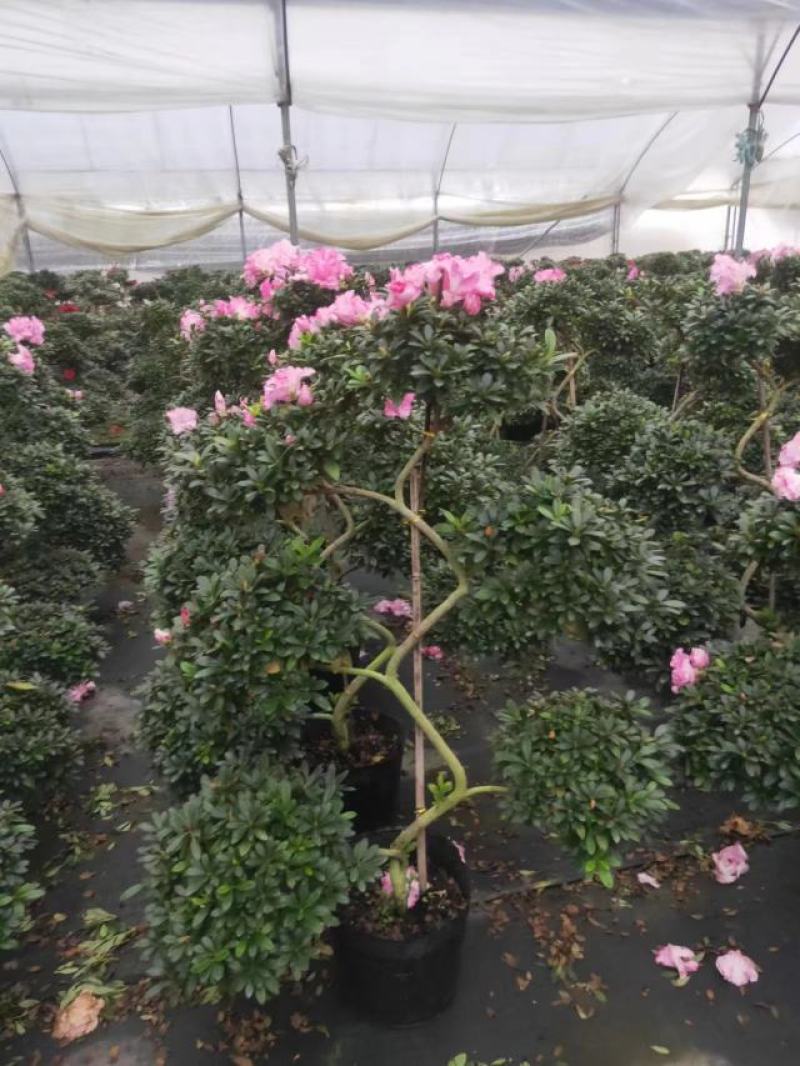 6层游龙西玛杜鹃花基地发货质量保证成活率高欢迎咨询选购