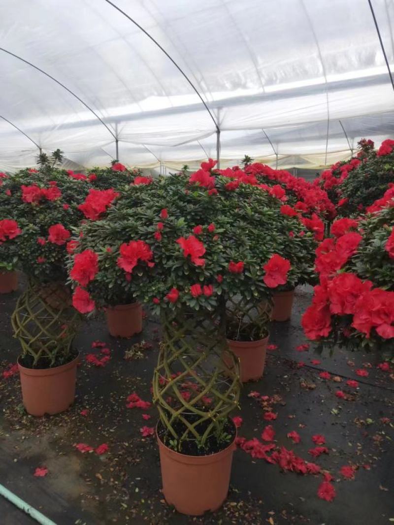 锦上添花杨梅红杜鹃花四季开花品种原盆原土带花苞质量保证