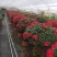 锦上添花杨梅红杜鹃花四季开花品种原盆原土带花苞质量保证