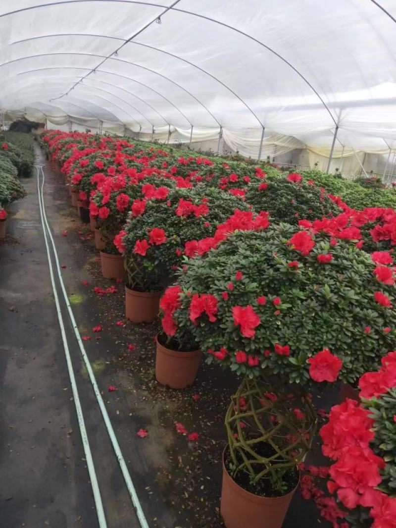 锦上添花杨梅红杜鹃花四季开花品种原盆原土带花苞质量保证