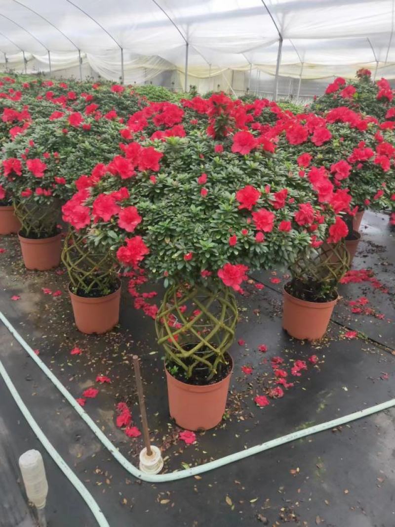 锦上添花杨梅红杜鹃花四季开花品种原盆原土带花苞质量保证