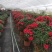 锦上添花杨梅红杜鹃花四季开花品种原盆原土带花苞质量保证