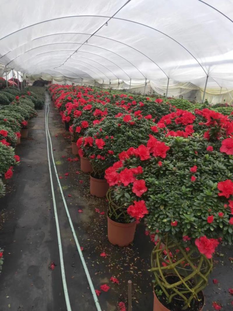 锦上添花杨梅红杜鹃花四季开花品种原盆原土带花苞质量保证