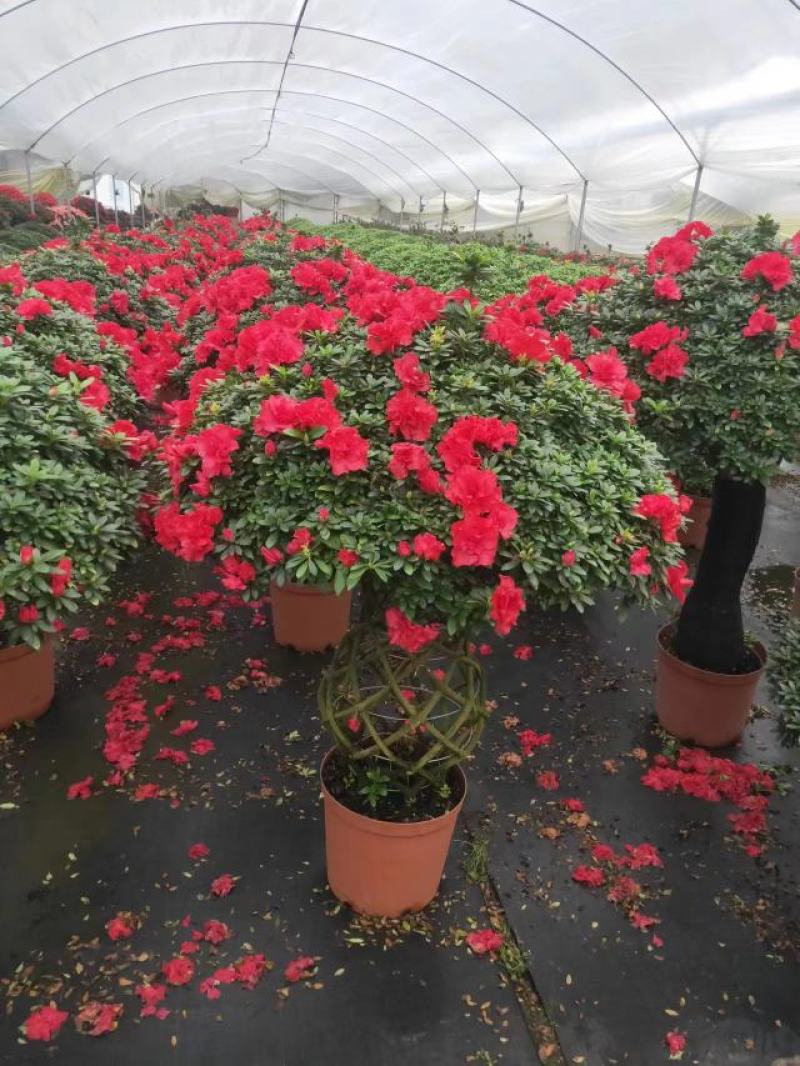 锦上添花杨梅红杜鹃花四季开花品种原盆原土带花苞质量保证
