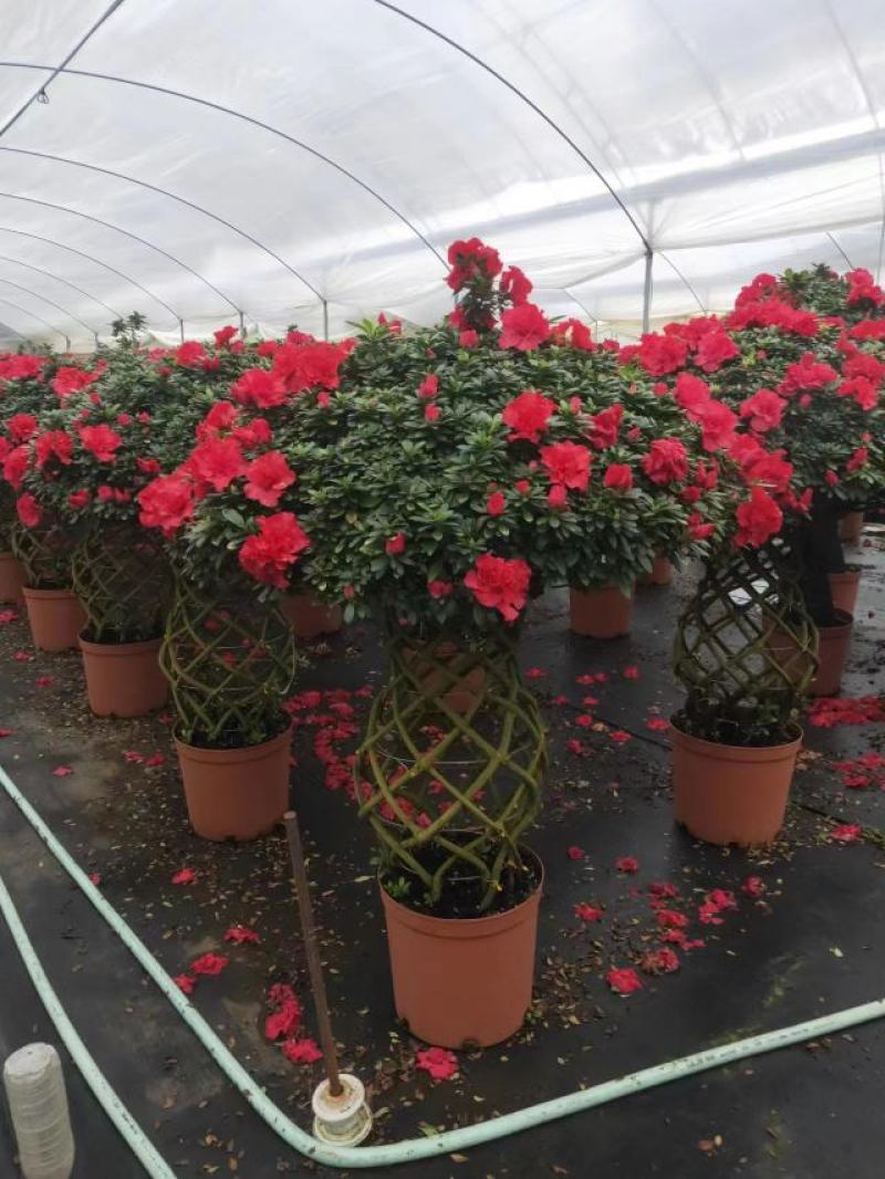 锦上添花杨梅红杜鹃花四季开花品种原盆原土带花苞质量保证
