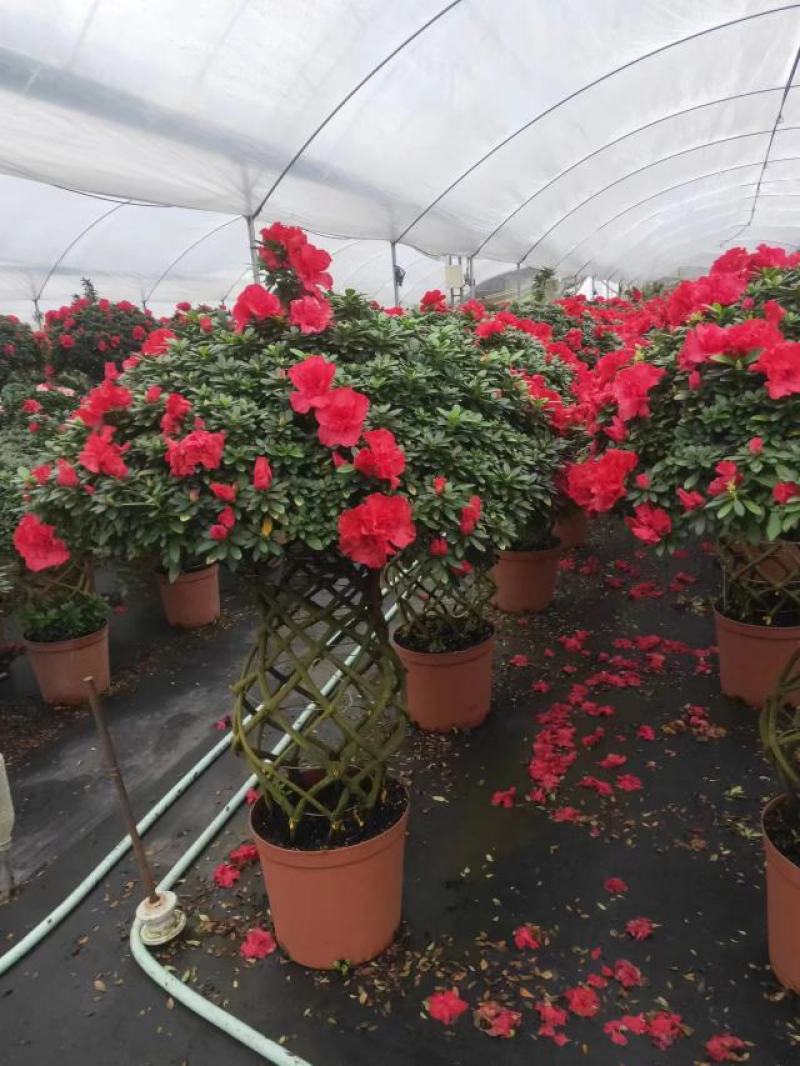 锦上添花杨梅红杜鹃花四季开花品种原盆原土带花苞质量保证