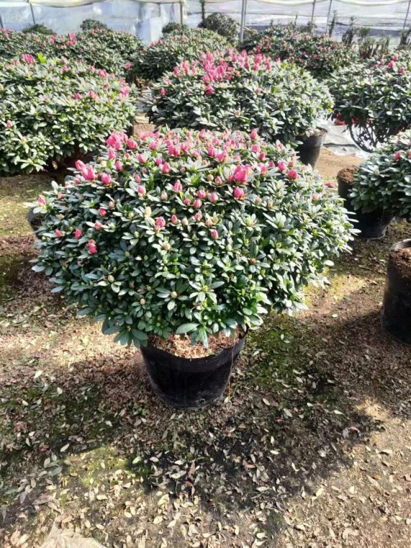 蘑菇型杨梅红杜鹃花福建产地基地发货规格齐全价格优惠欢迎咨