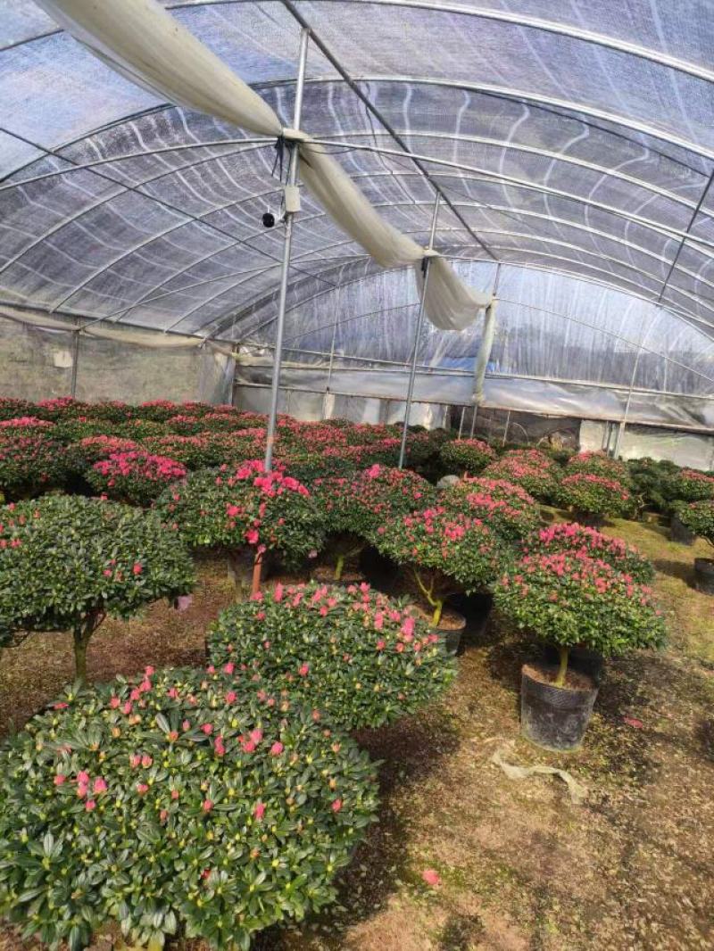 蘑菇型杨梅红杜鹃花福建产地基地发货规格齐全价格优惠欢迎咨
