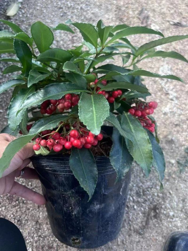 精品黄金万两富贵籽盆栽耐寒耐热植物，基地发货规格齐全