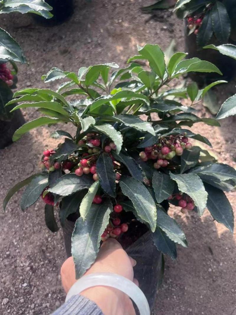 精品黄金万两富贵籽盆栽耐寒耐热植物，基地发货规格齐全
