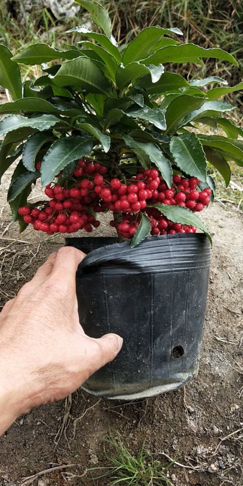 精品黄金万两富贵籽盆栽耐寒耐热植物，基地发货规格齐全