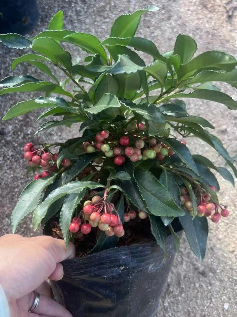 精品黄金万两富贵籽盆栽耐寒耐热植物，基地发货规格齐全