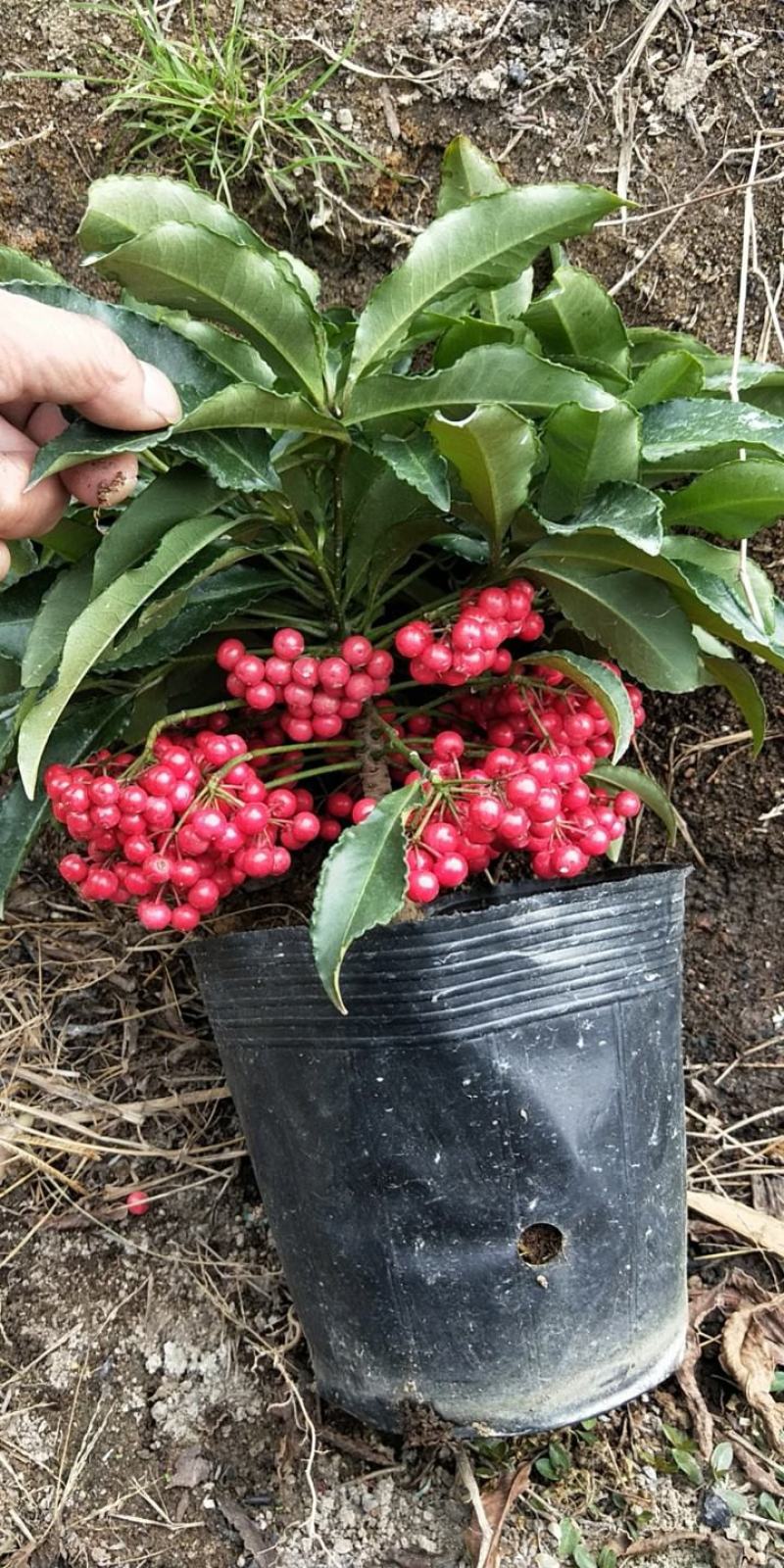 精品黄金万两富贵籽盆栽耐寒耐热植物，基地发货规格齐全
