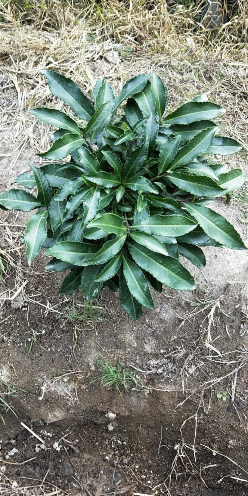 精品黄金万两富贵籽盆栽耐寒耐热植物，基地发货规格齐全