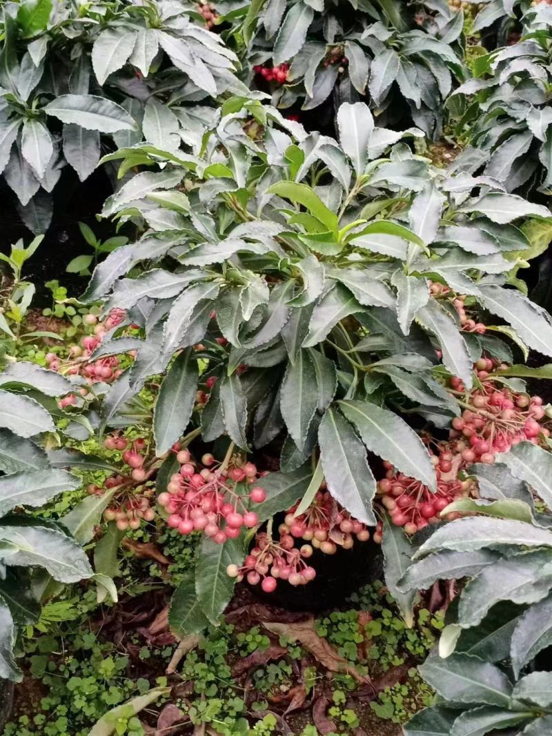 精品黄金万两富贵籽盆栽耐寒耐热植物，基地发货规格齐全
